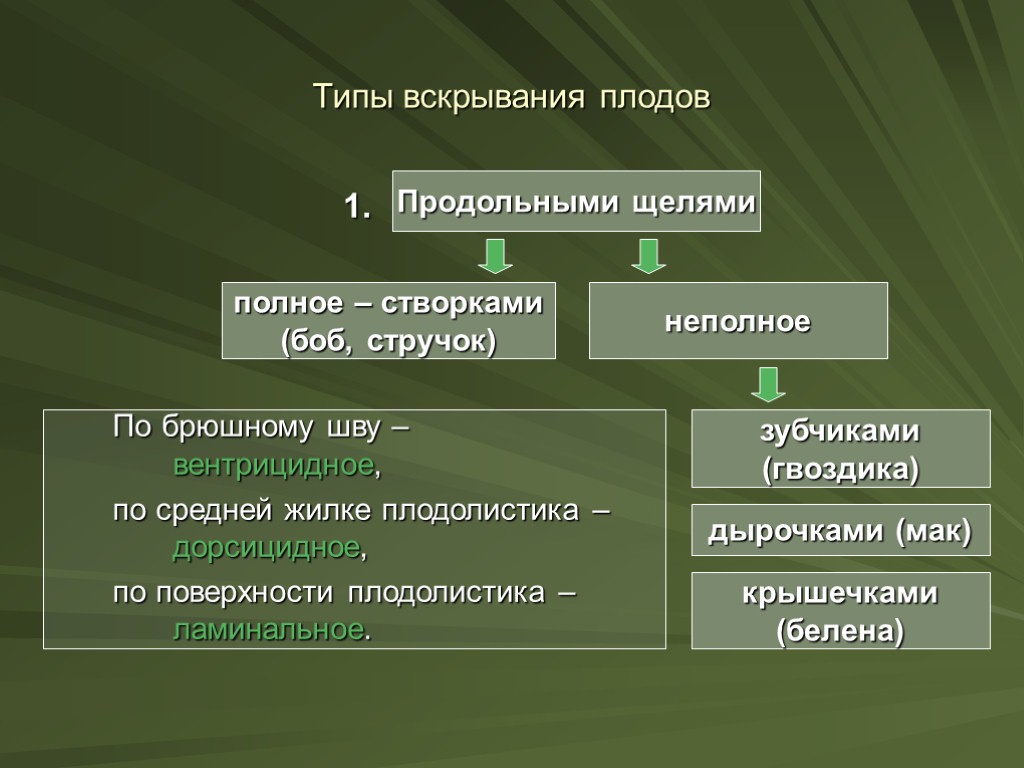 По брюшному шву – вентрицидное, по средней жилке плодолистика – дорсицидное, по поверхности плодолистика